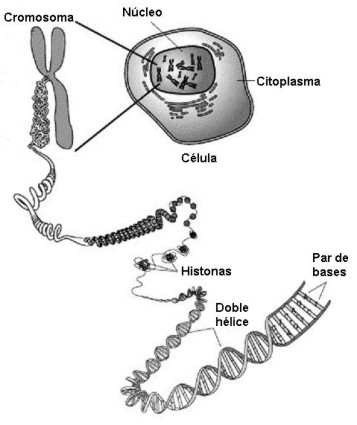 Células y cadena de ADN