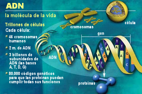 Resultado de imagen de los 3.200 millones de letras del ADN