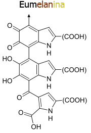 Eumelanina