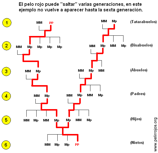 Familia morena pelirrojos Mendel