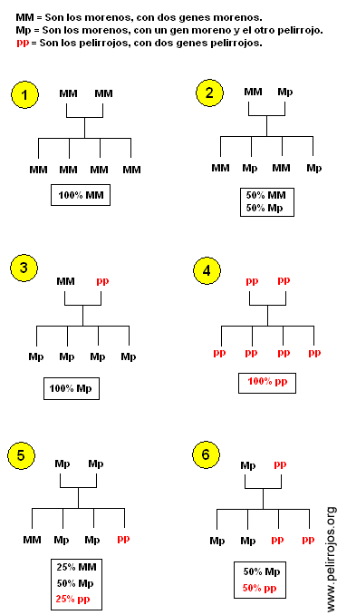 genetica pelirrojos gen herencia