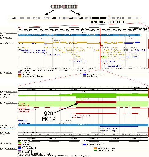 cromosoma 16, gen MCR1, pelirrojos