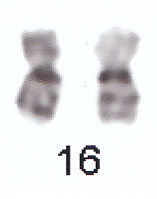 gen 16