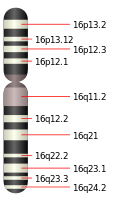 cromosoma 16