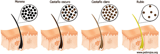 Tipos de colores pelo